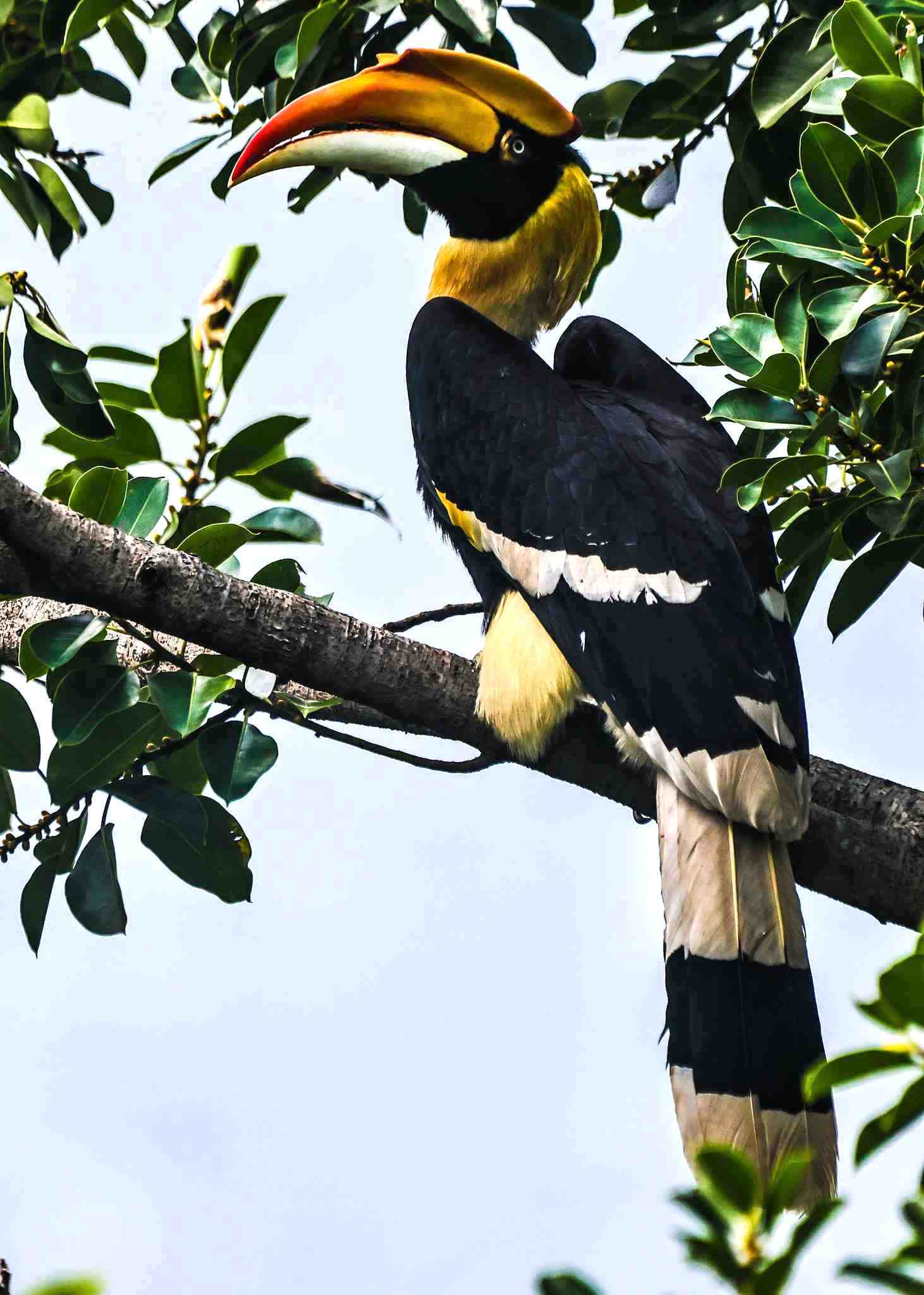 Great Hornbill female perched in the forest of Darjeeling
