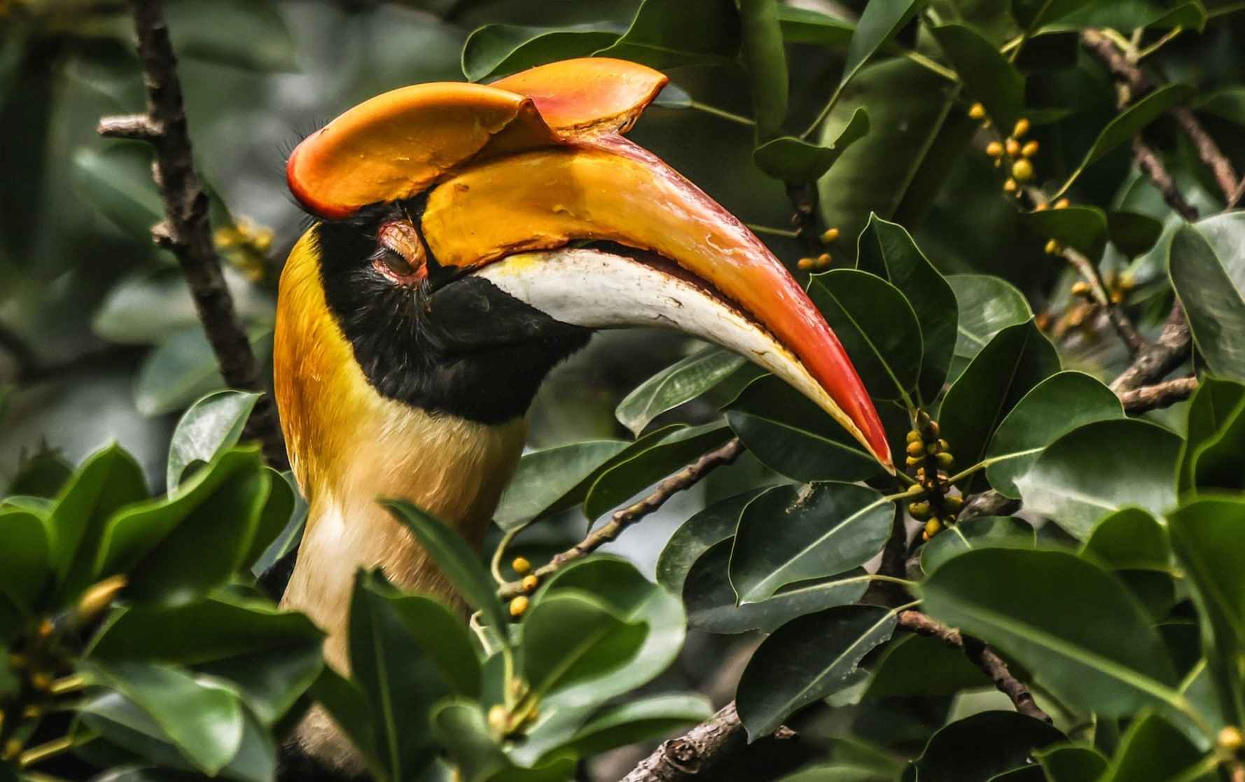 female bird in the forest of Darjeeling