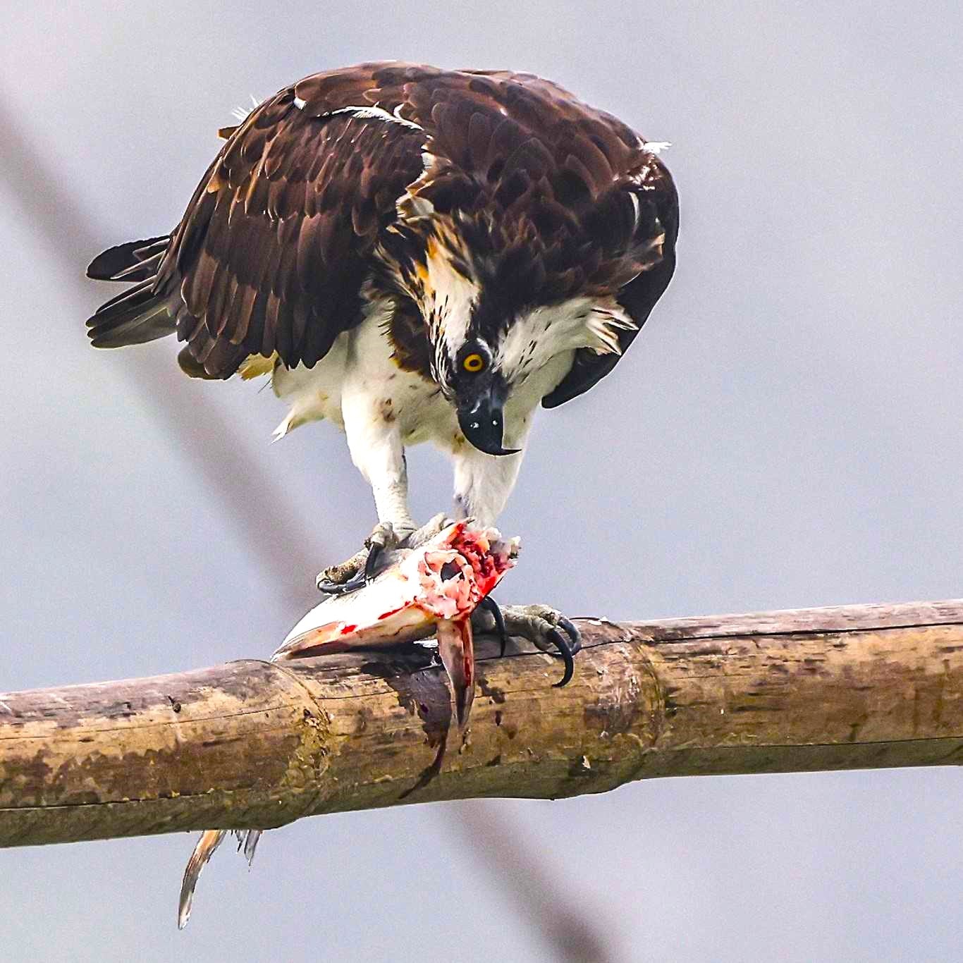 Osprey perched in a bamboo and eating a fish in Purbasthali