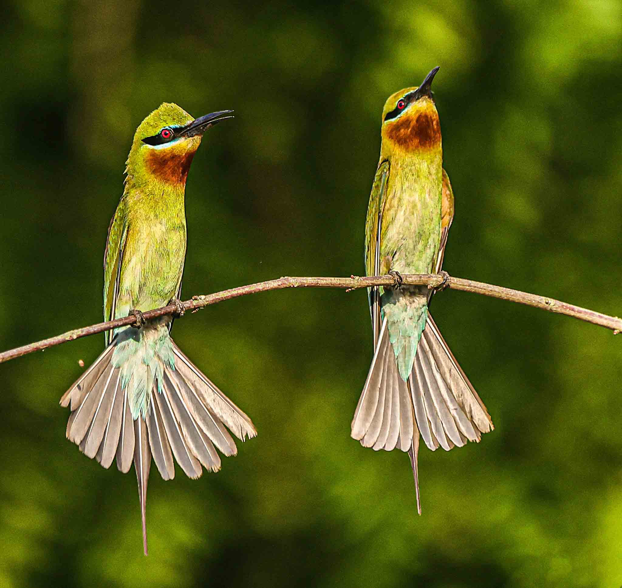 Couple Bird Perched in Purbasthali
