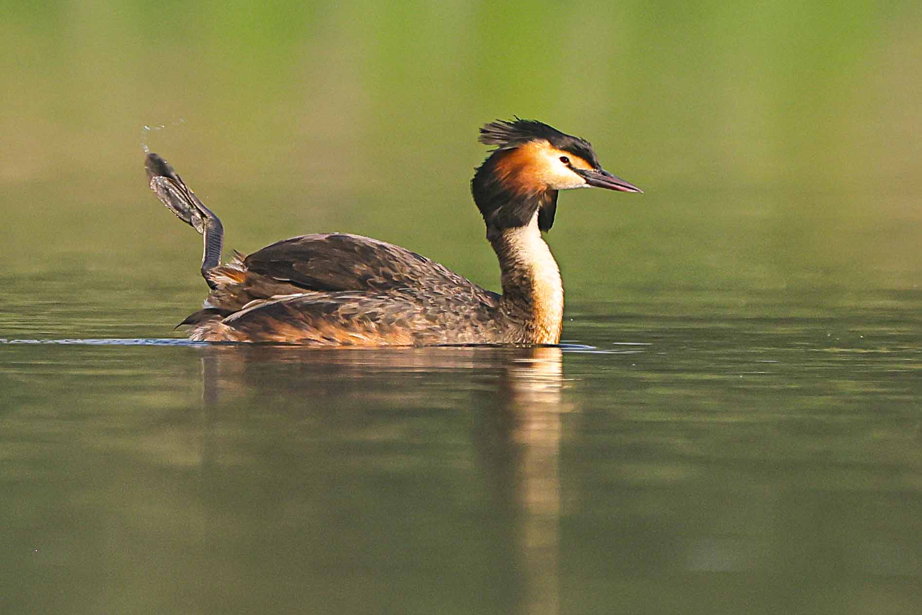 Water Bird Photography