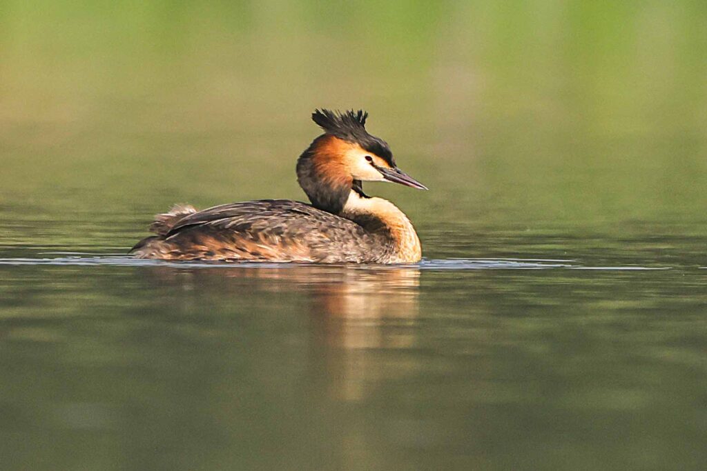 Water Bird Photography