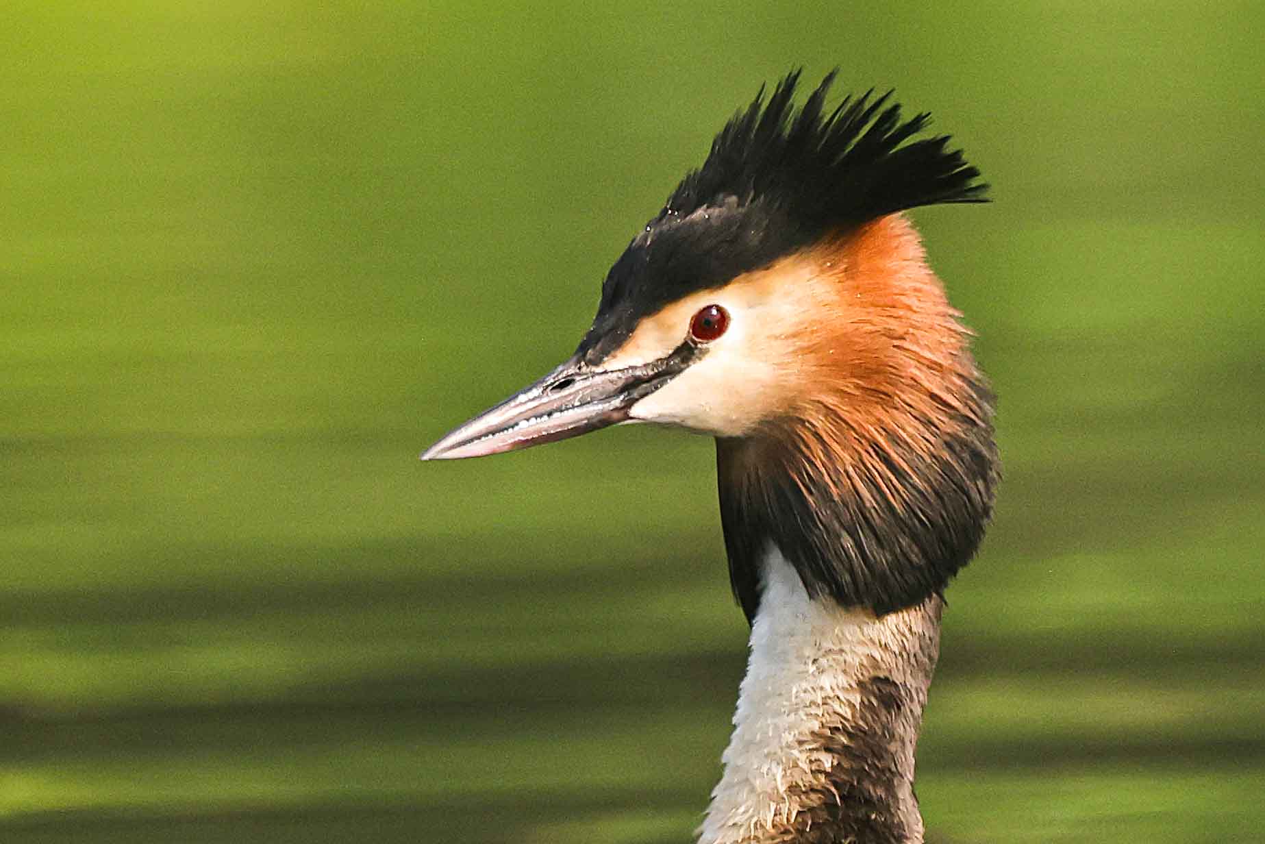 Water Bird Photography
