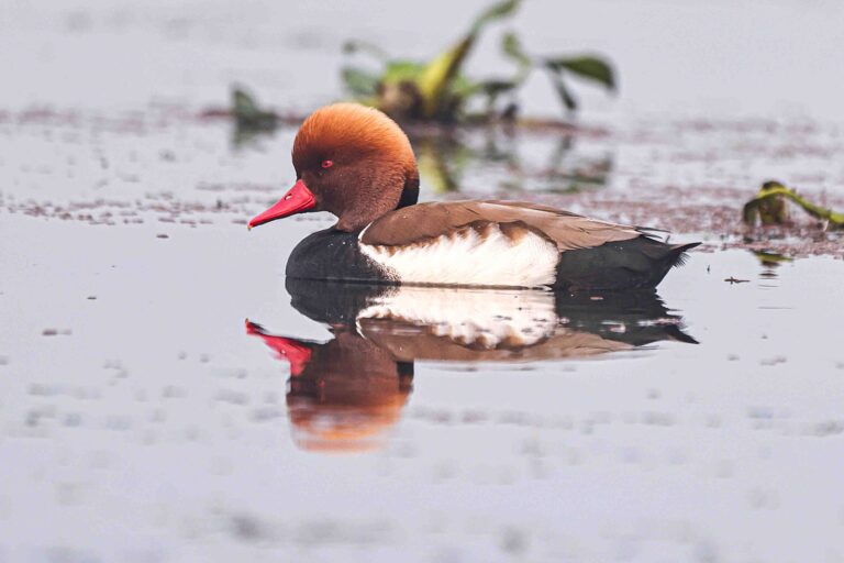 Red-crested Pochard sailing on the water of Purbasthali birdwatching area.
