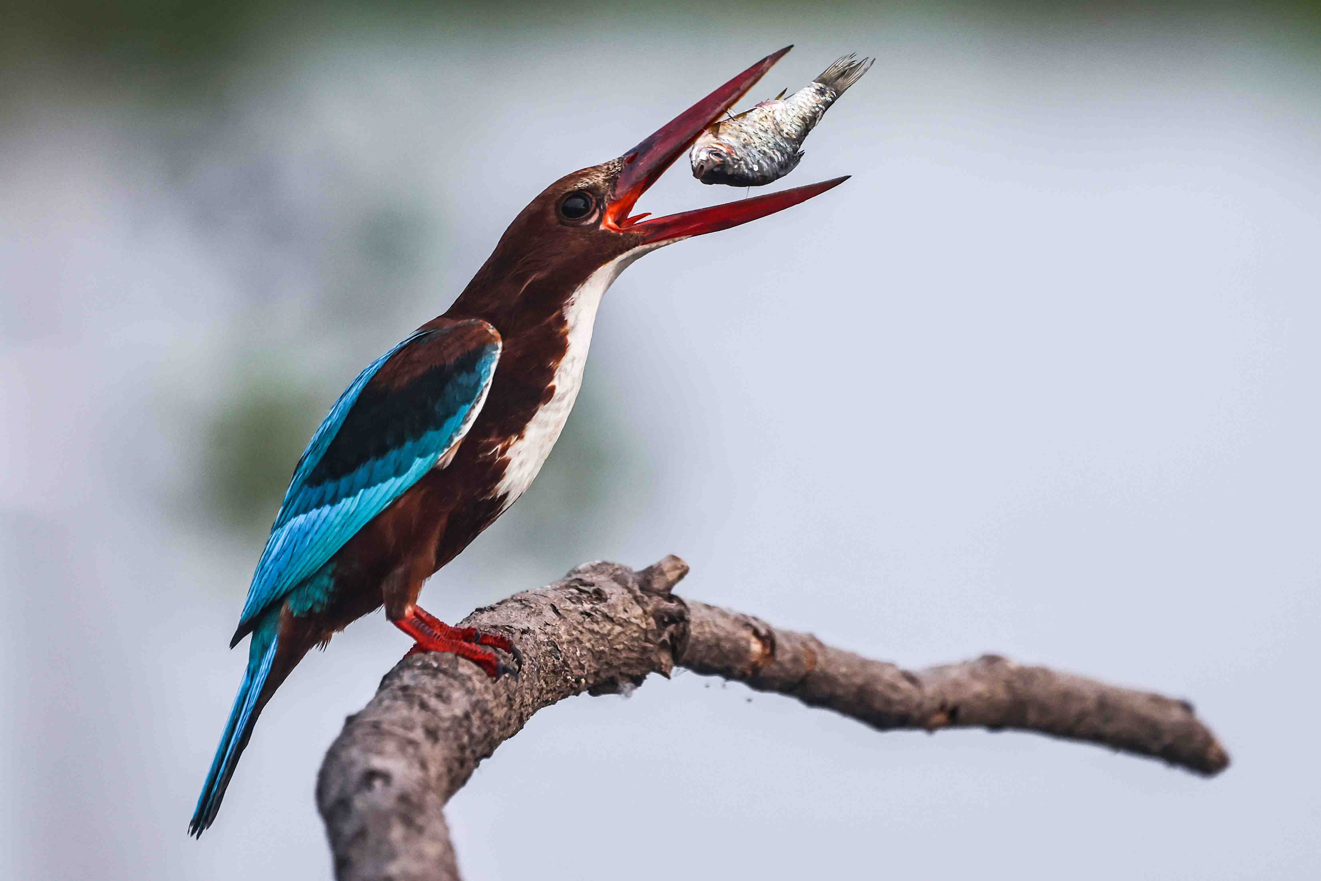 White-breasted Kingfisher tossing a fish with it's beak