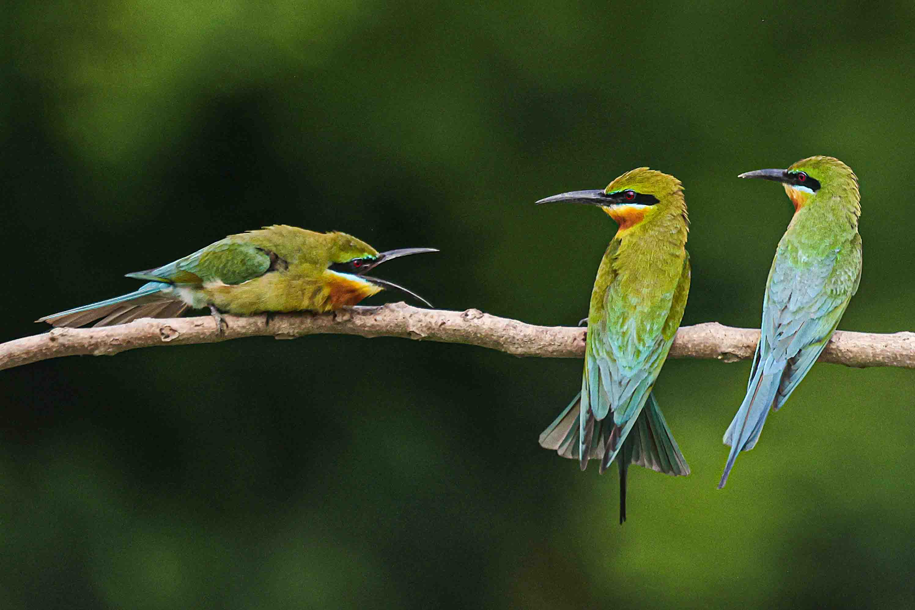 3 birds are perched in purbasthali