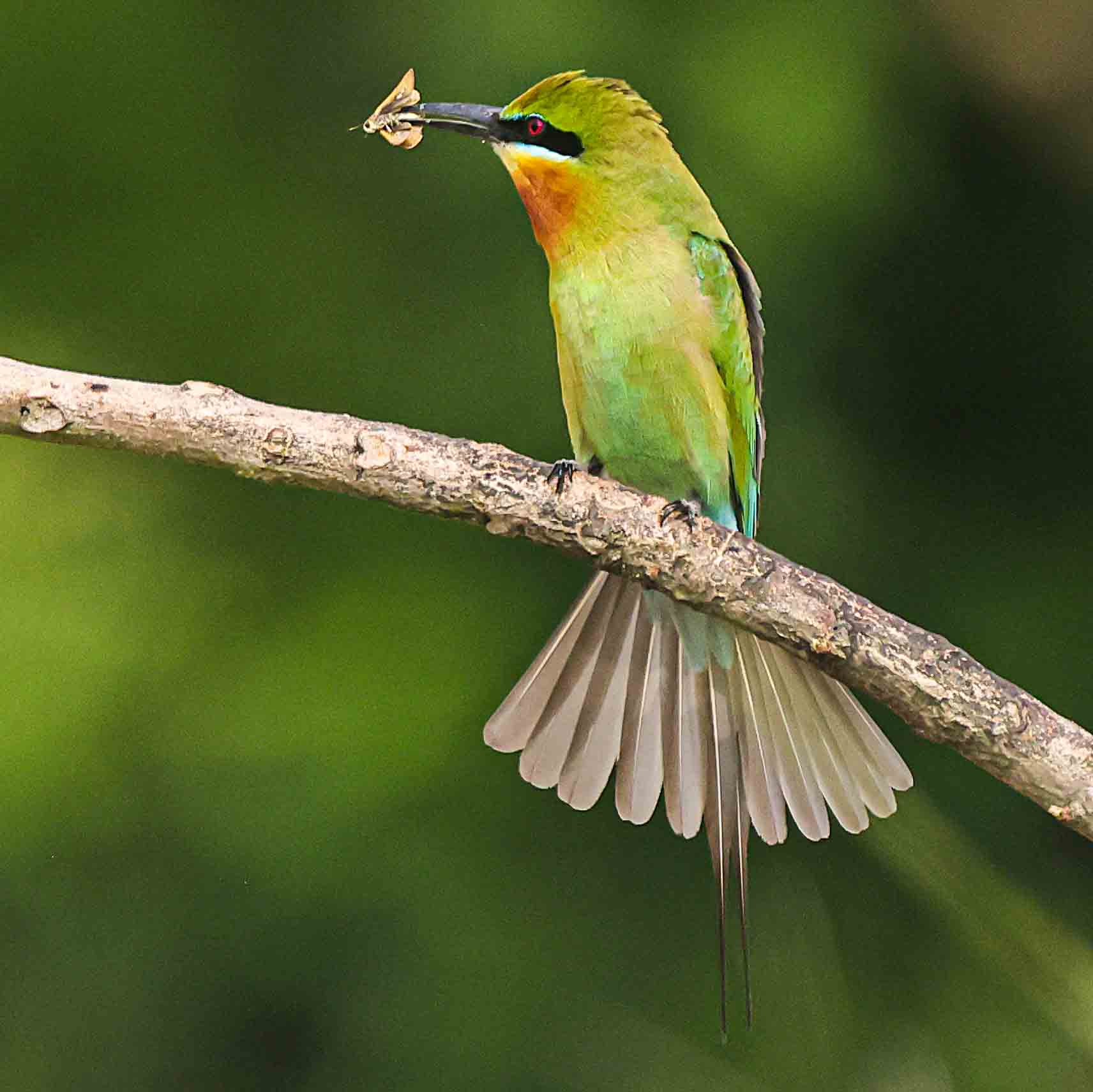 Bee-eater Perched in Purbasthali