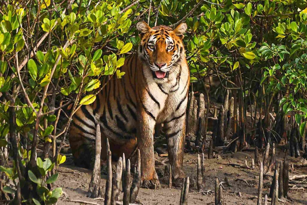 Bengal tiger resting in themagrove forest of Sundarbans, Wildlife Photography Conservation India