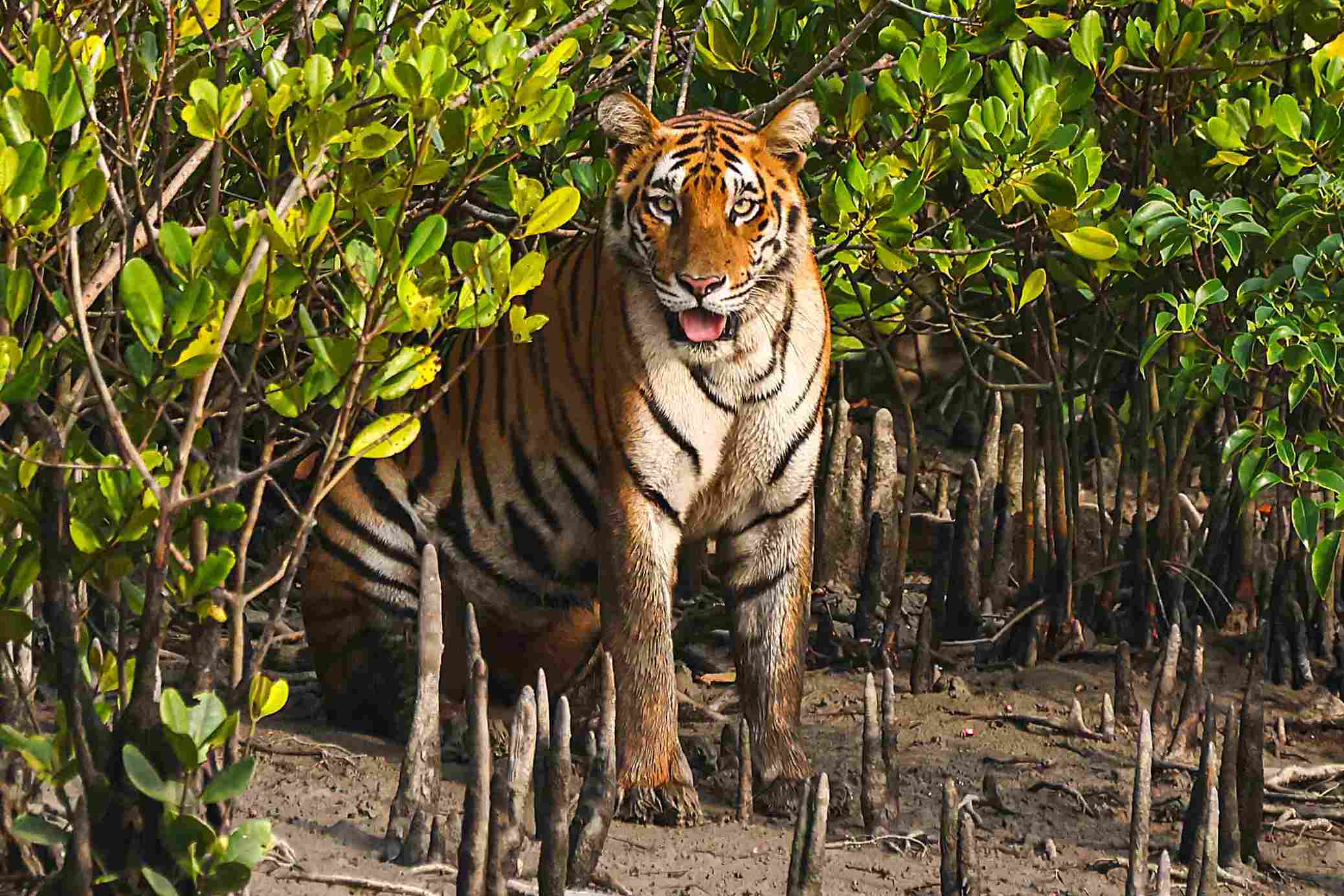 Bengal tiger resting in themagrove forest of Sundarbans
