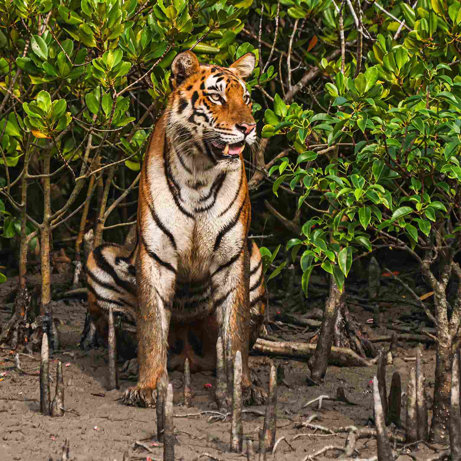Bengal tiger resting in themagrove forest of Sundarbans