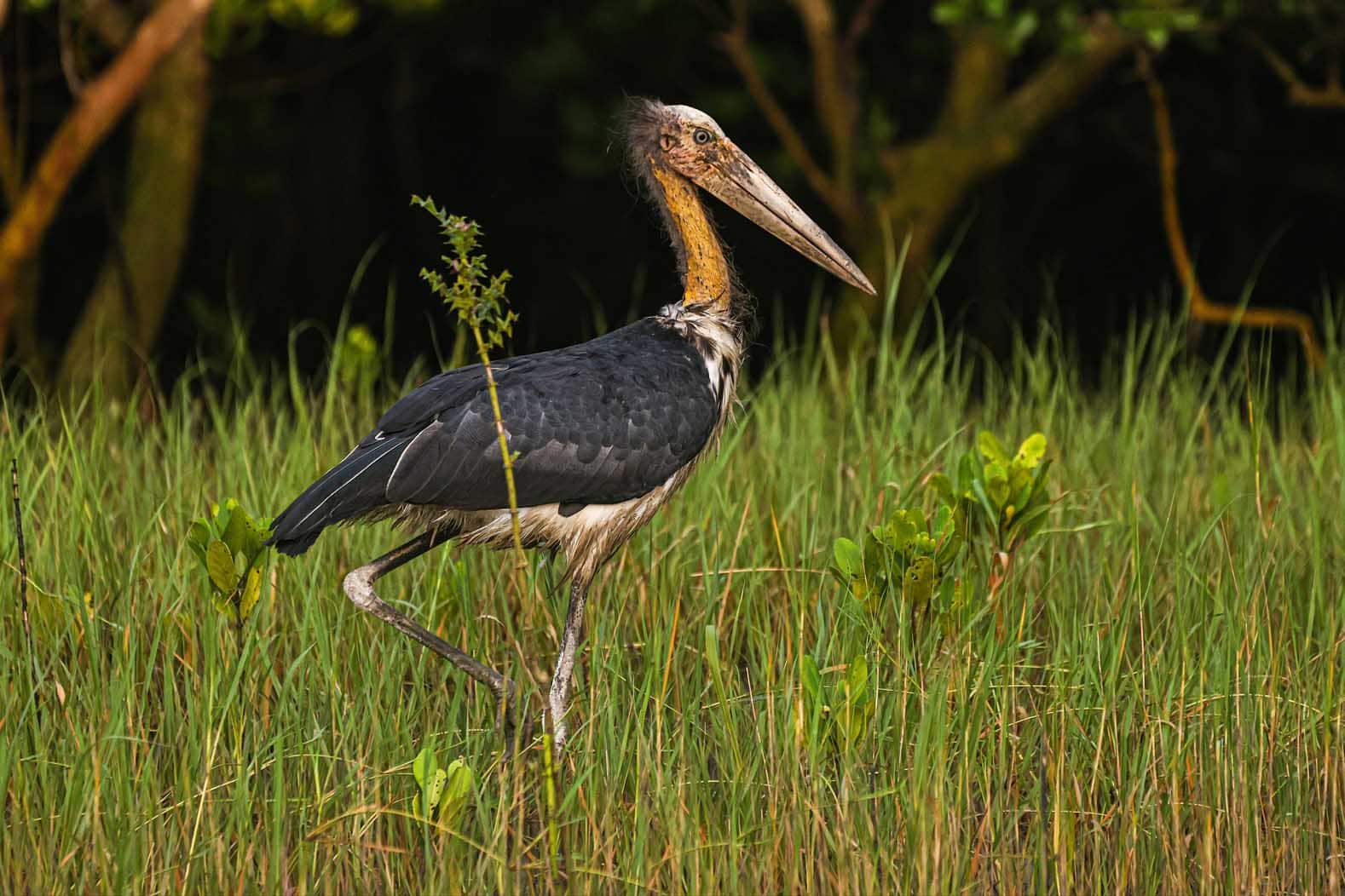 Madantak Bird wanking through the Sundarban Mangroves