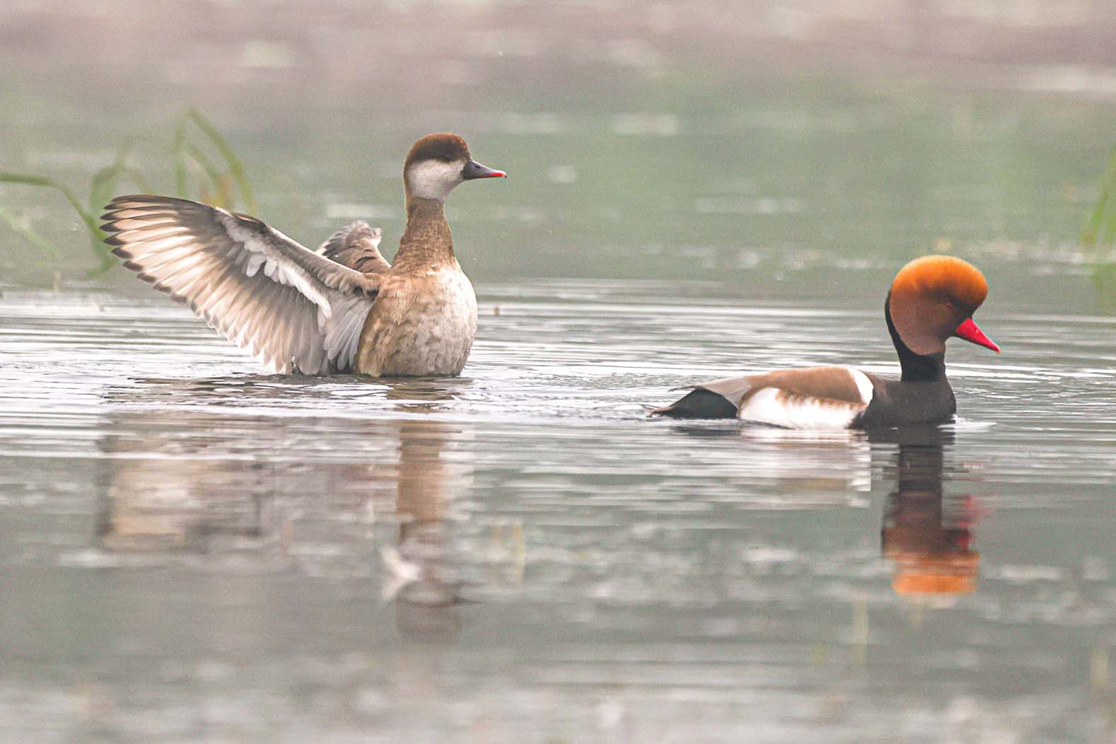 Red-crested Pochard couple
