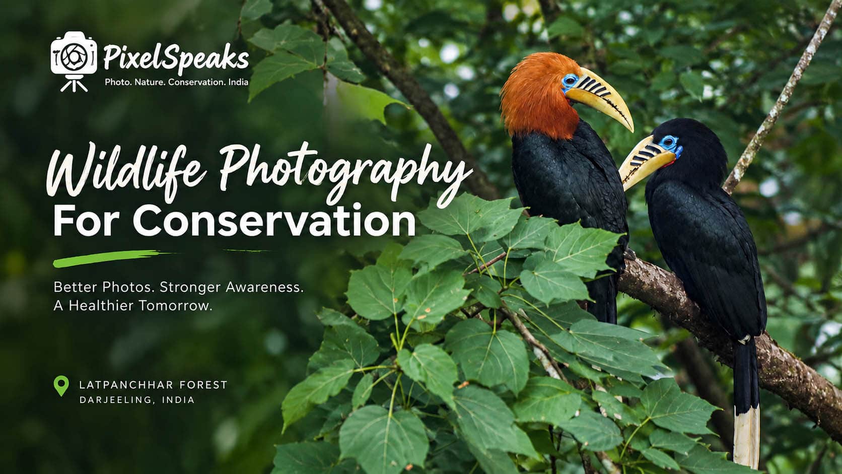 Two vibrant hornbills perched on a tree branch in a dense green forest, showcasing their striking colors and beak patterns, emphasizing wildlife conservation.
