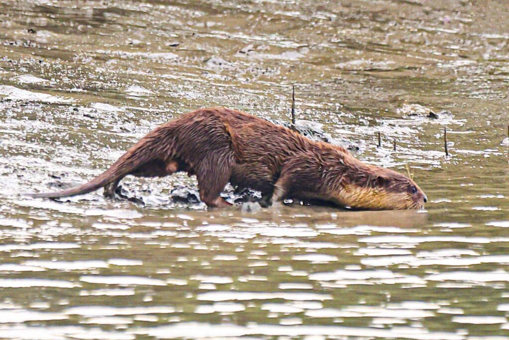The smooth-coated otter of Sundarbans. Wildlife Photography Conservation India