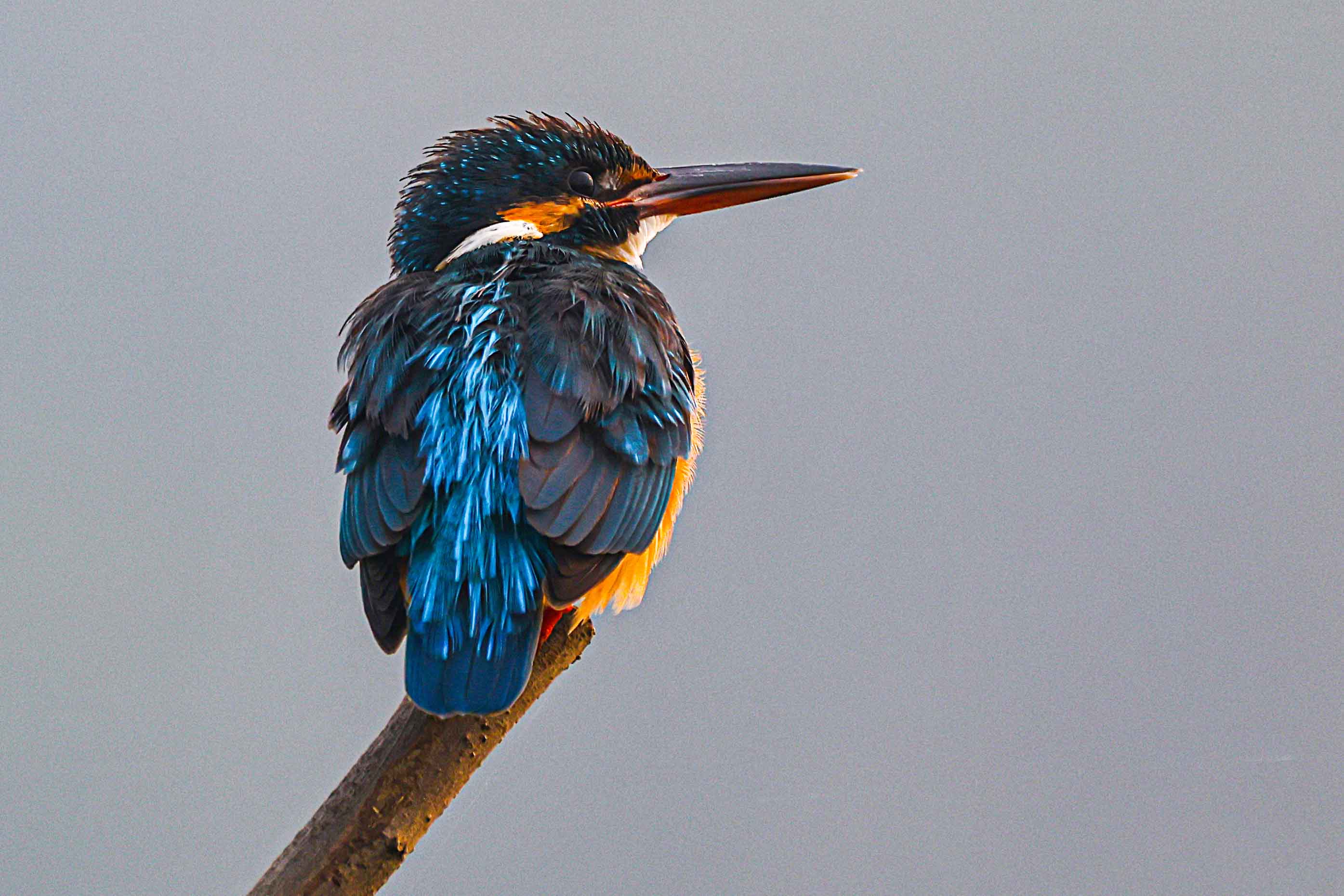 common kingfisher