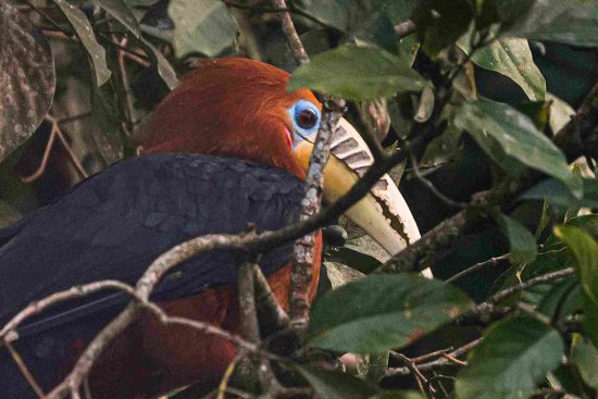 Hornbill