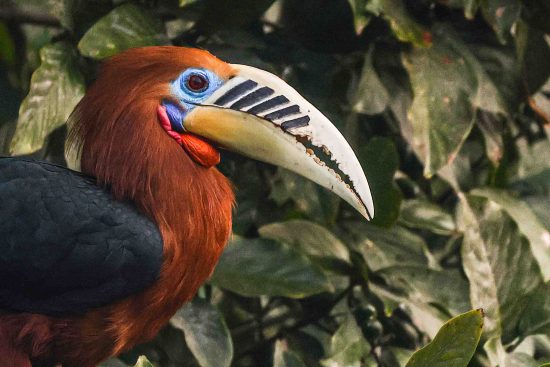 Male bird in the forest of Darjeeling