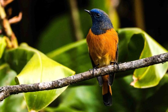 Blue fronted redstart (male) bird photography