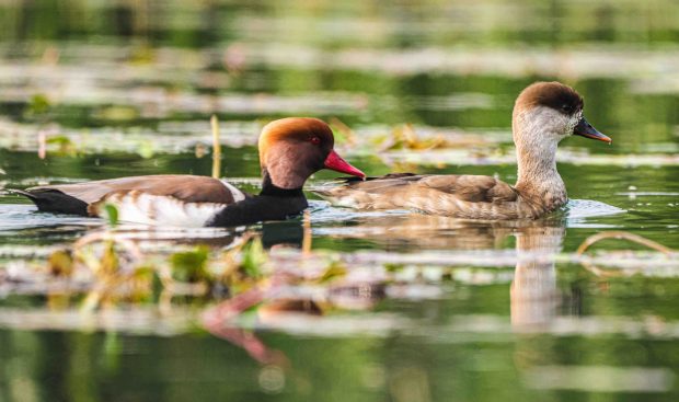 Pochard Couple