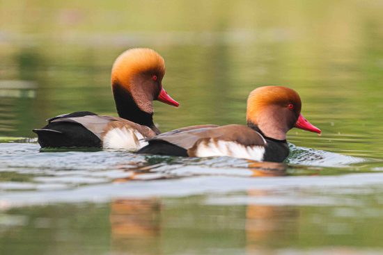 Red-crested Pochards sailing on the water of Gazaldoba birdwatching area.