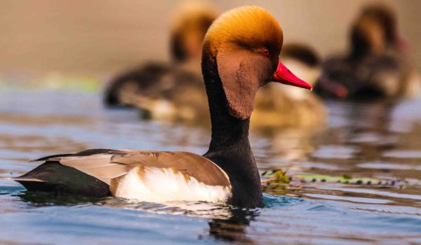 Pochard Photography