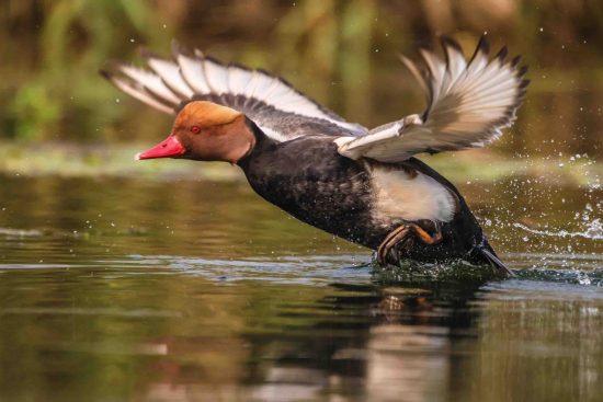 Red-crested Pochard (male)