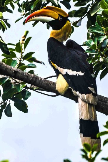 Hornbill female perched in the forest of Darjeeling