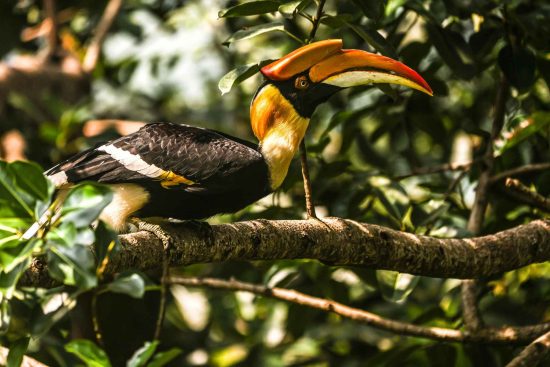 Great Hornbill female in the forest of Darjeeling