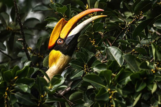 Great Hornbill female feeding in the forest of Darjeeling