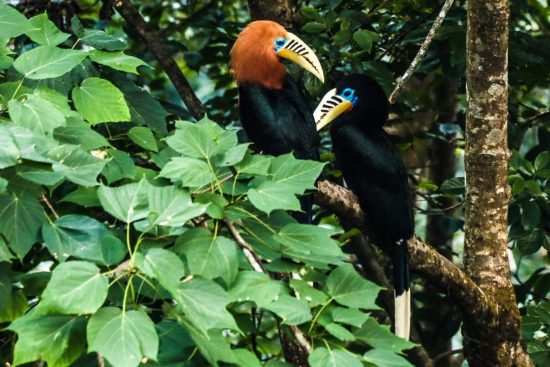 Hornbill Couple
