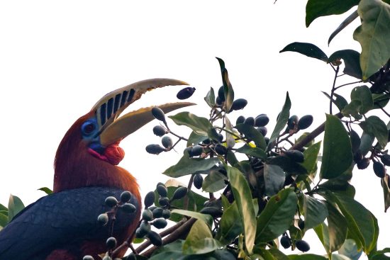 Rufous-necked Hornbill