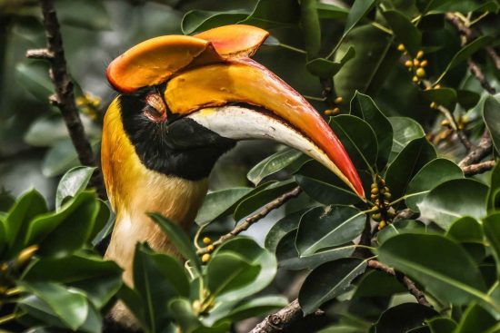 Wildlife photography in the forest of Darjeeling