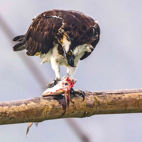 osprey bird facts -Osprey perched in a bamboo and eating a fish in Purbasthali