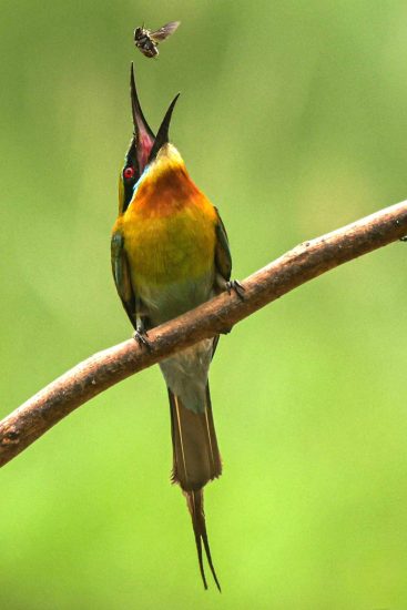 blue-tailed bee-eater and this is used in Photography Blog for Beginners