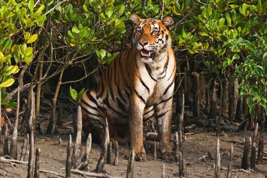 Royal Bengal Tiger of Sundarbans and used inPhotography Blog for Beginners,