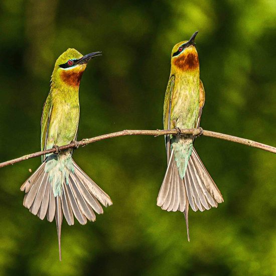 Blue-tailed Bee-eater Couple Bird Perched in Purbasthali