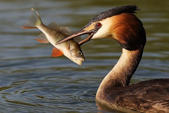 Great Crested Grebe Eating Fish