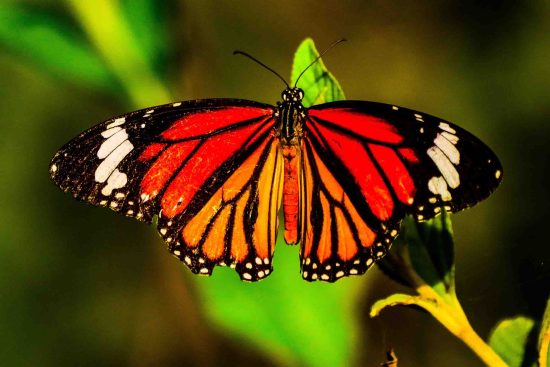 photography of beautiful butterflies and this is Tiger spotted Butterfly