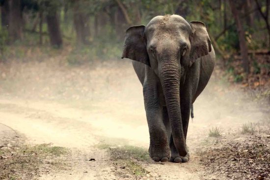 Elephant in Jim Corbett National Park and this photo is used in the blog related to Wildlife photography for conservation