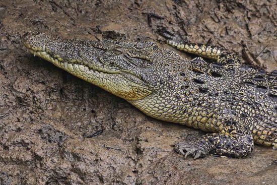 Saltwater Crocodile in the wetlands of Sundarbans