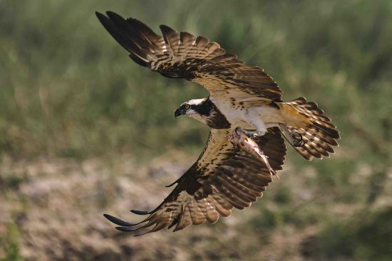 osprey bird facts - Osprey Flying Photography