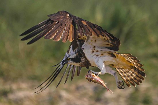 osprey photography & photography blog for beginners. Wildlife Photography Conservation India
