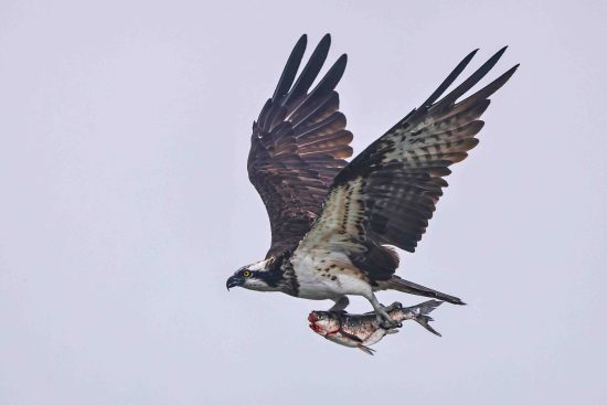Osprey Flying With Fish Photography
