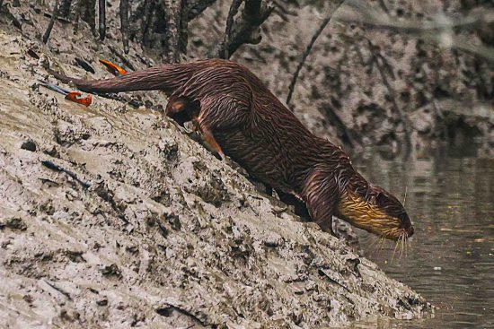 Smooth-coated Otter in Sundarbans
