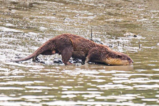 The smooth-coated otter of Sundarbans