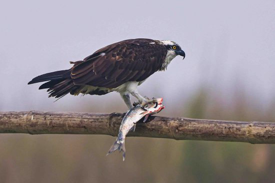 Osprey With Fish Photography