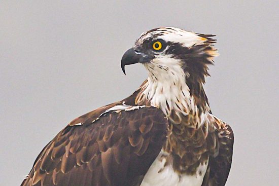 Osprey with it's deadly eyes