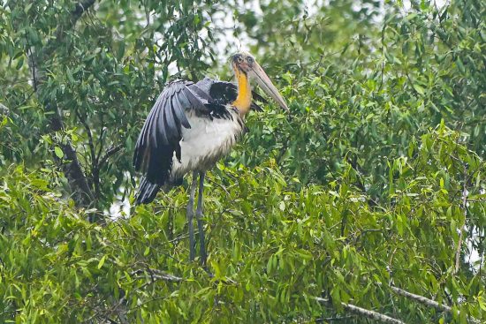 Lesser Adjutant in Sundarban Photography