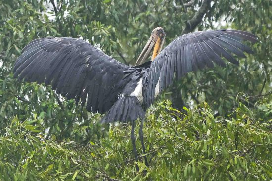 Lesser Adjutant in Sundarban Photography