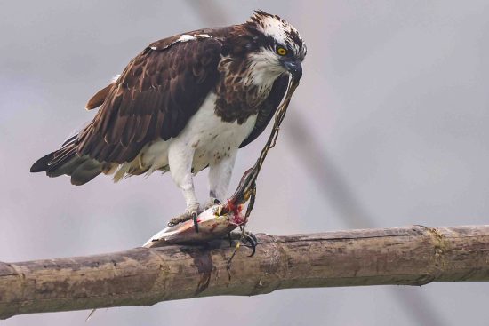 Osprey Eating Fish Photography